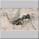 Andrena vaga - Weiden-Sandbiene m04.jpg